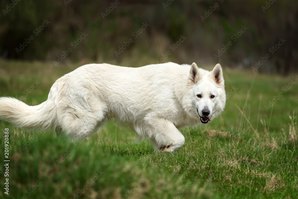 Berger Blanc Suisse白色德国牧羊犬