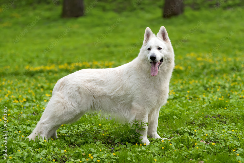 Berger Blanc Suisse白色德国牧羊犬