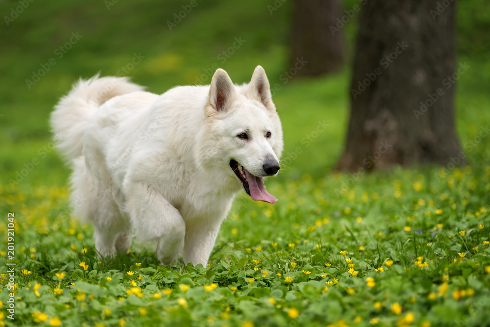 Berger Blanc Suisse白色德国牧羊犬