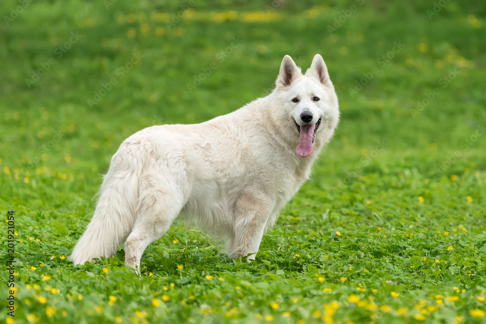 Berger Blanc Suisse White german shepherd