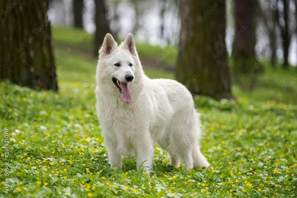 Berger Blanc Suisse White german shepherd