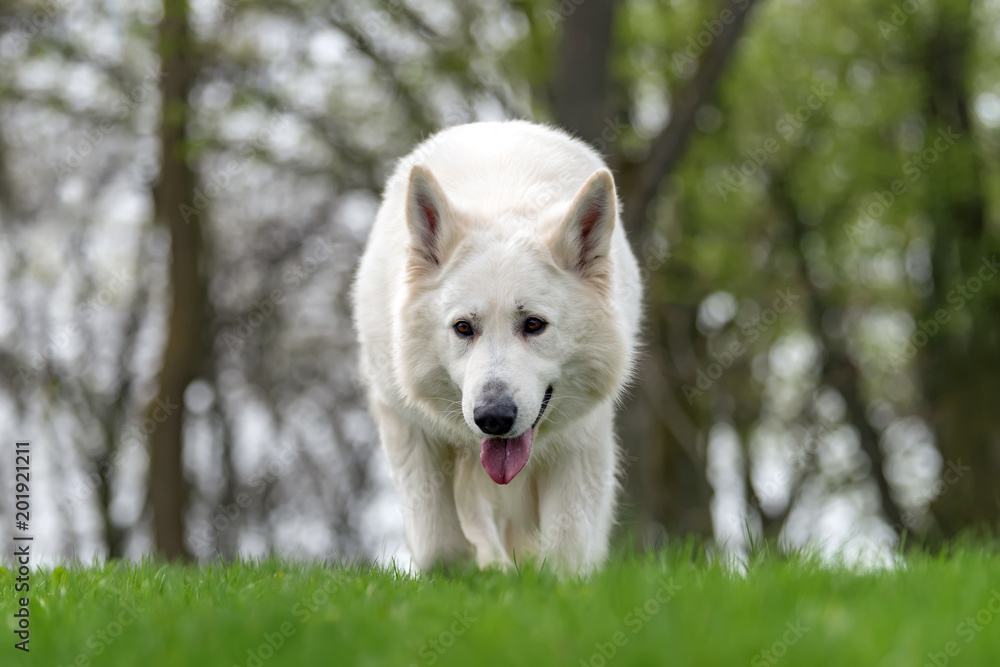 瑞士白暨豚白色德国牧羊犬