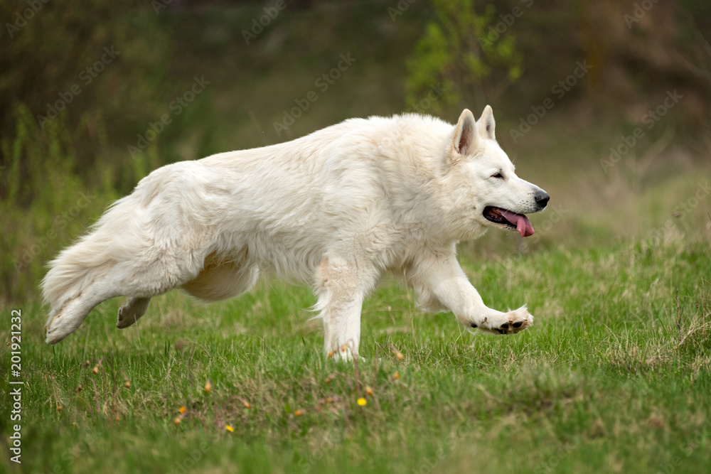 Berger Blanc Suisse白色德国牧羊犬