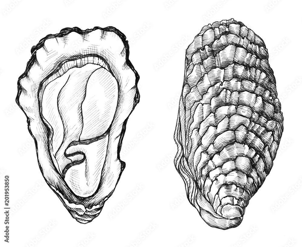 手绘牡蛎盐水双壳