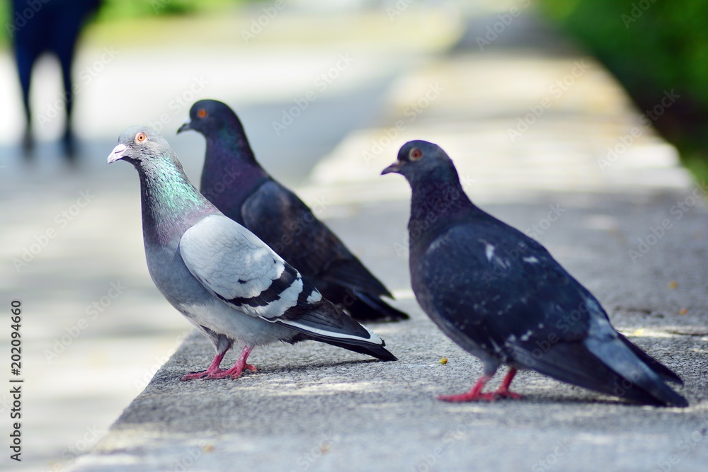 Pigeon sitting on support in park with blurry background