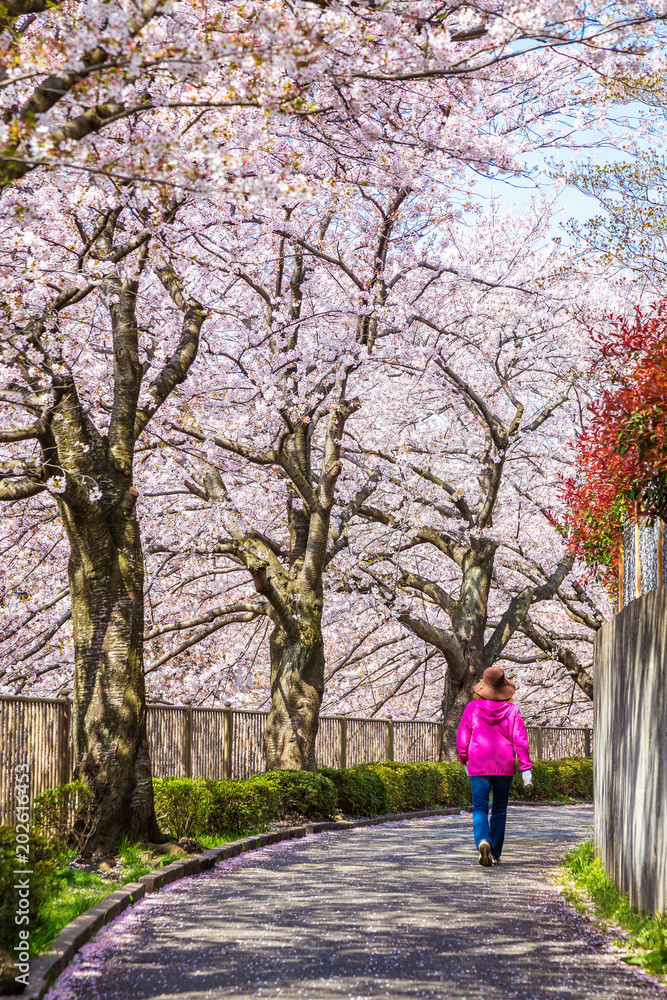 満開の桜と遊歩道