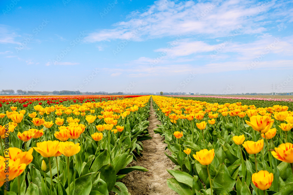 Farbenfrohe Tulpenfelder in Holland im Frühling