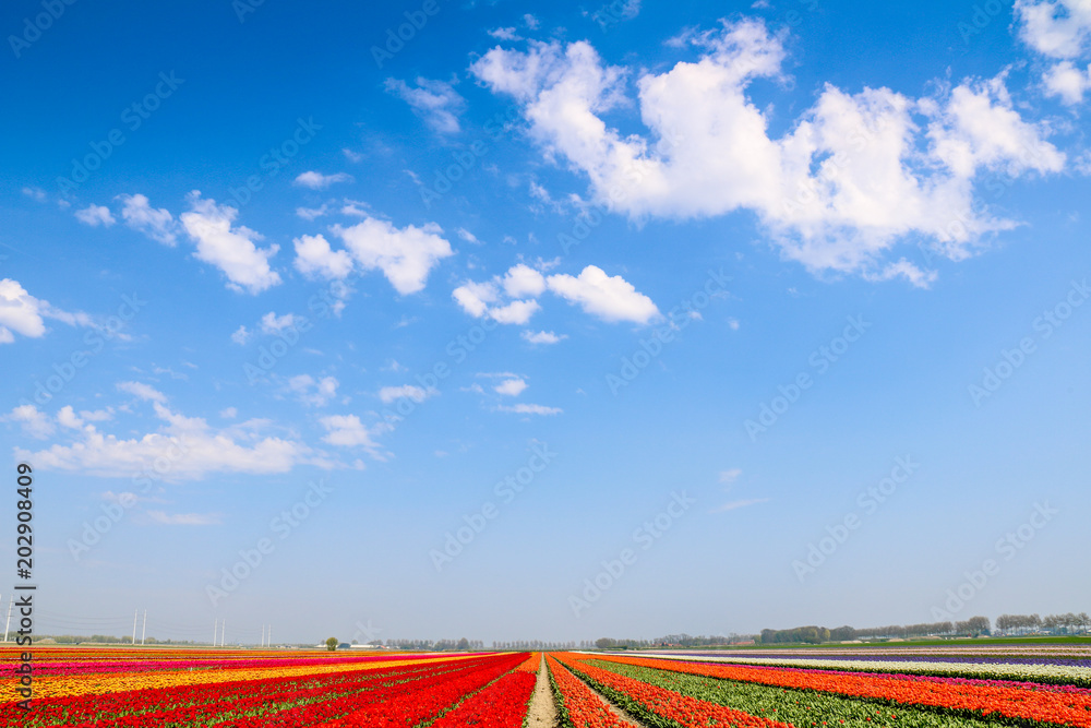 Farbenfrohe Tulpenfelder in Holland im Frühling