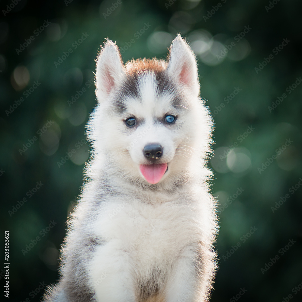 西伯利亚哈士奇幼犬，背景为波克阳光