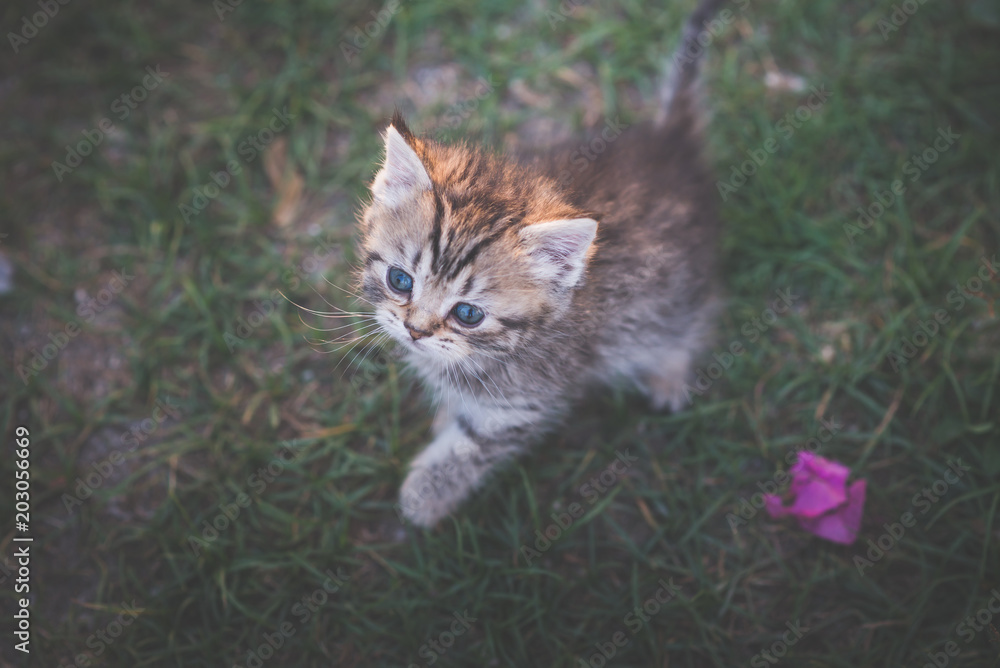 阳光下坐在花园里的小猫