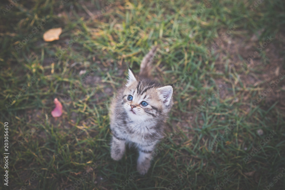 阳光下坐在花园里的小猫