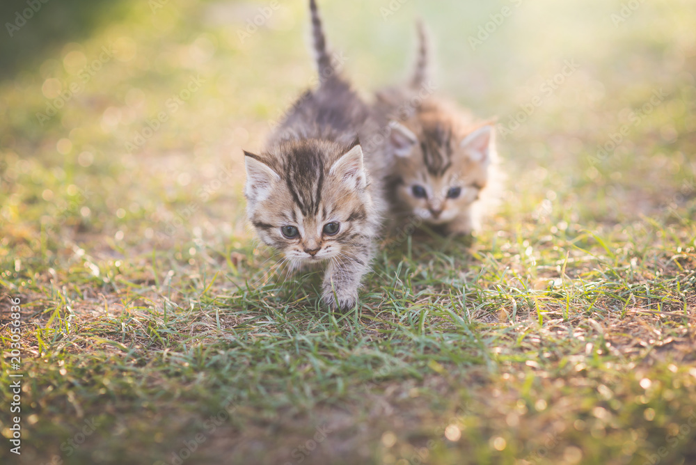 小猫在花园里玩耍