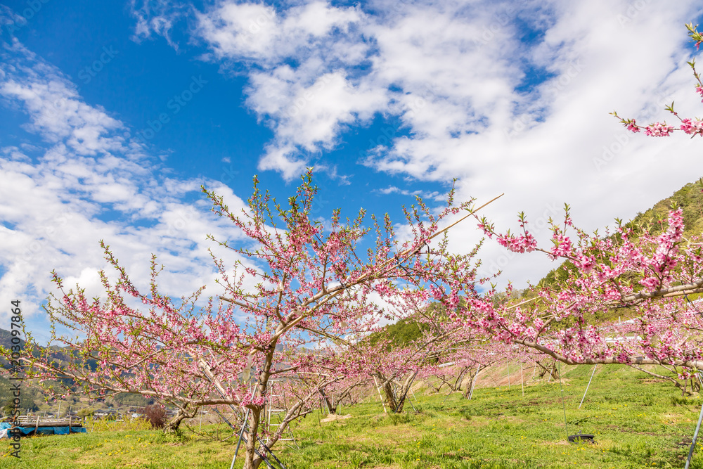 満開の桃の花と山並み