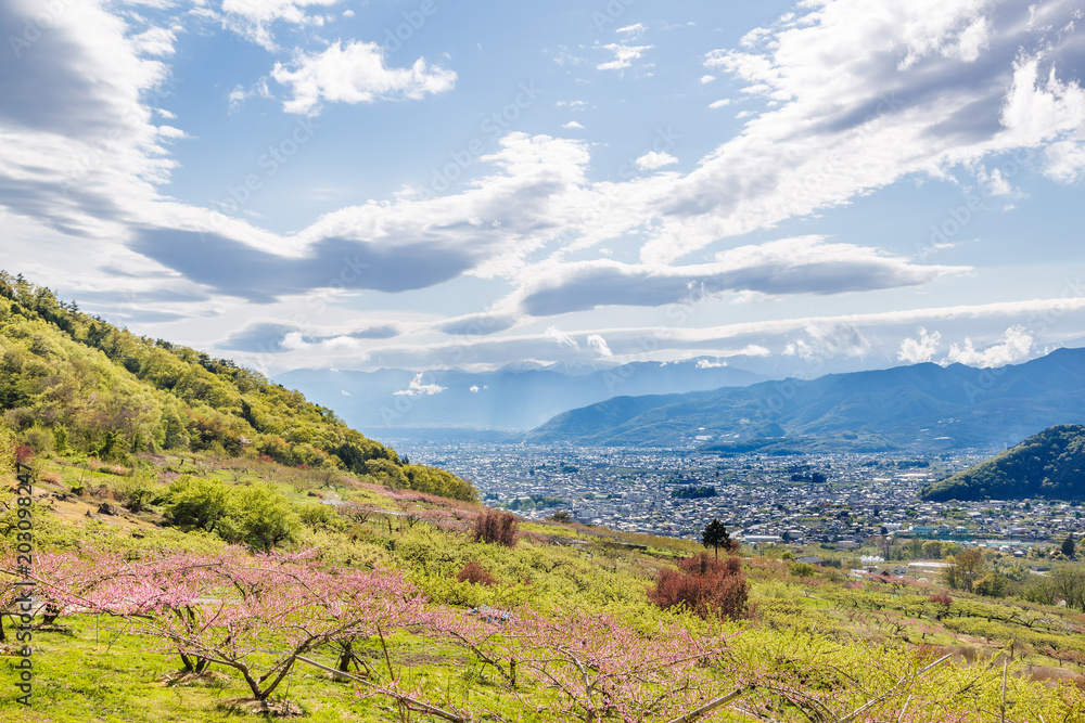 満開の桃の花と山並み