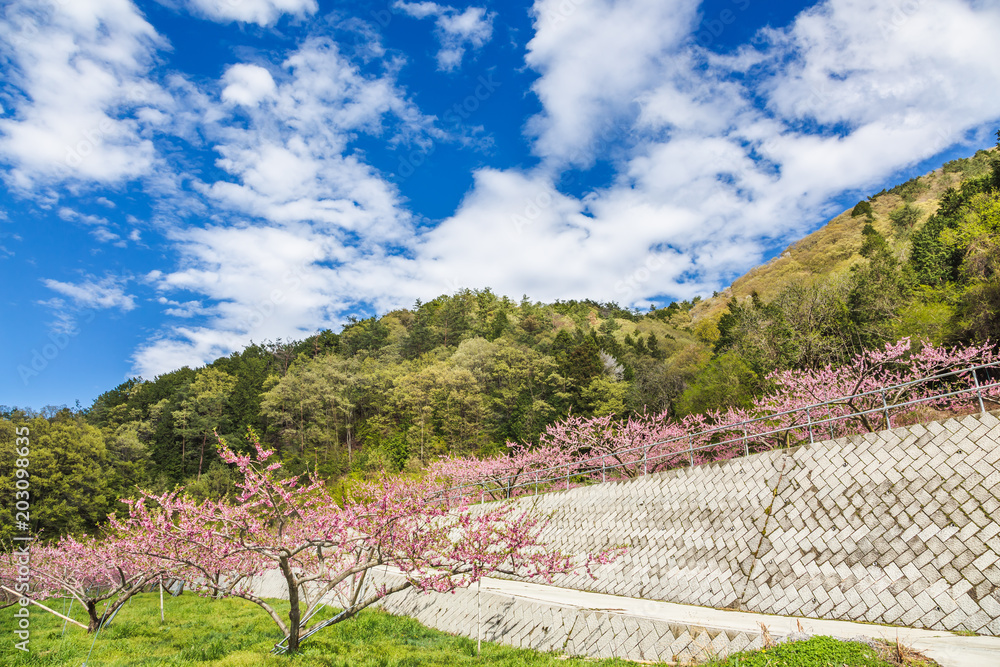 満開の桃の花と山並み