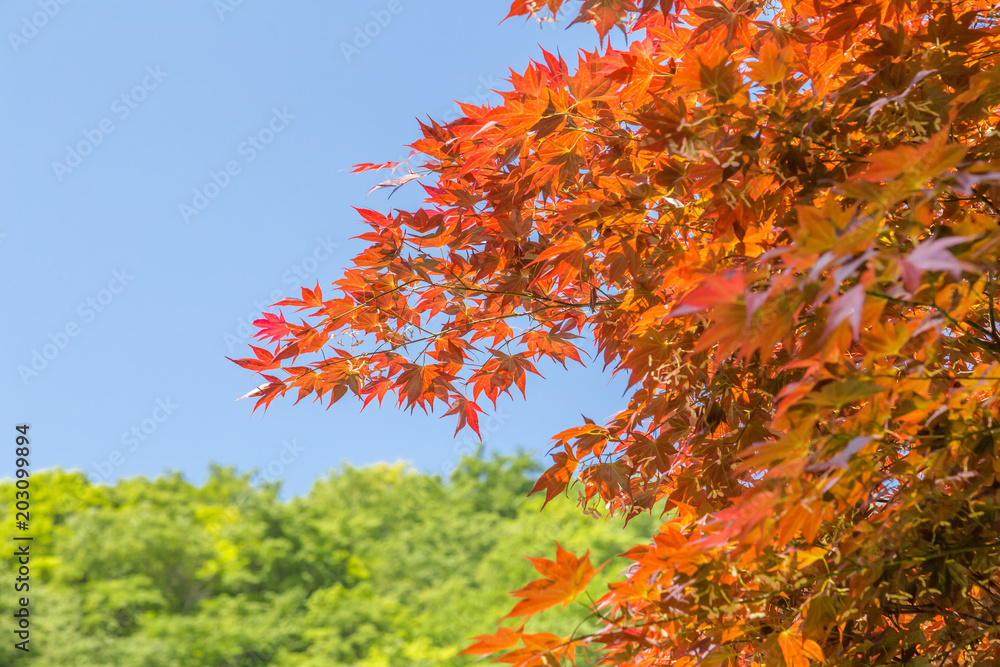 紅葉した楓の葉