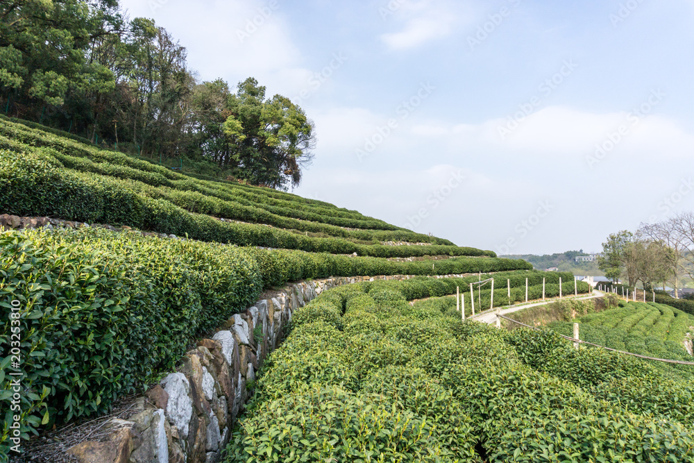 中国杭州龙井茶园