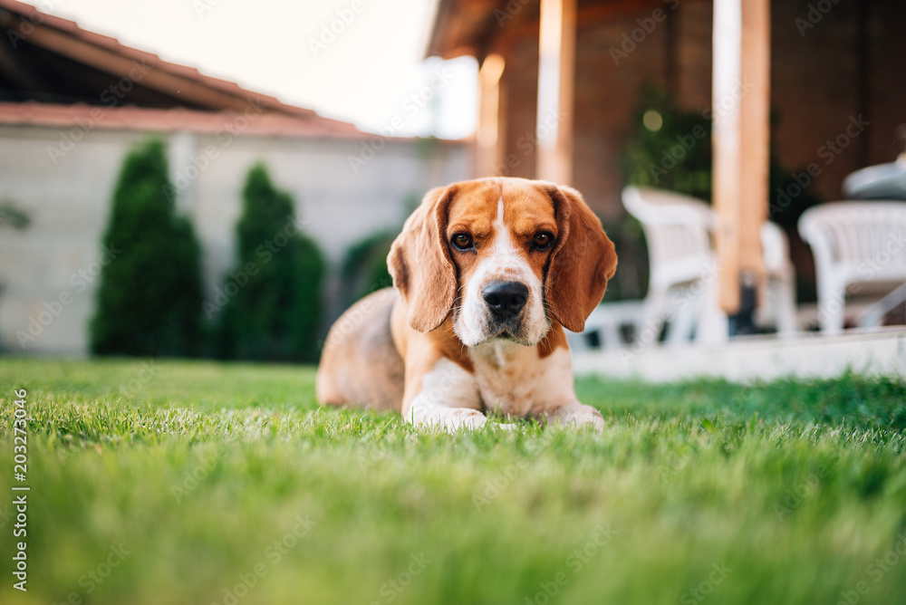 比格犬躺在户外草地上。院子里有只漂亮的狗。