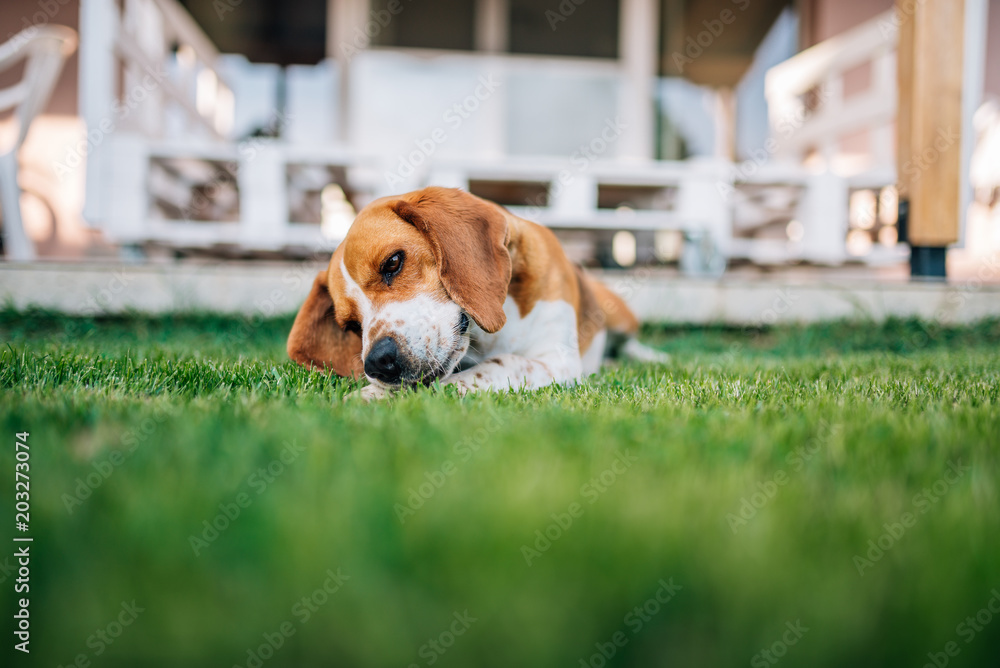 比格犬躺在户外玩骨头。