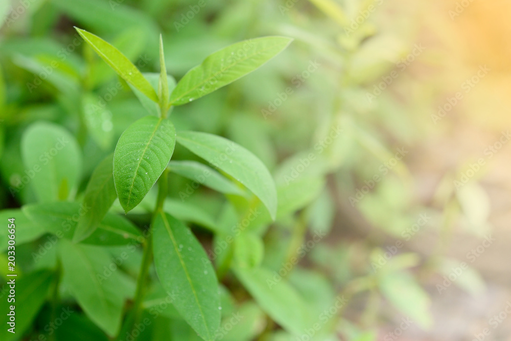 年轻Sunn大麻（Crotalaria juncea，印度大麻）的特写。选择性聚焦。