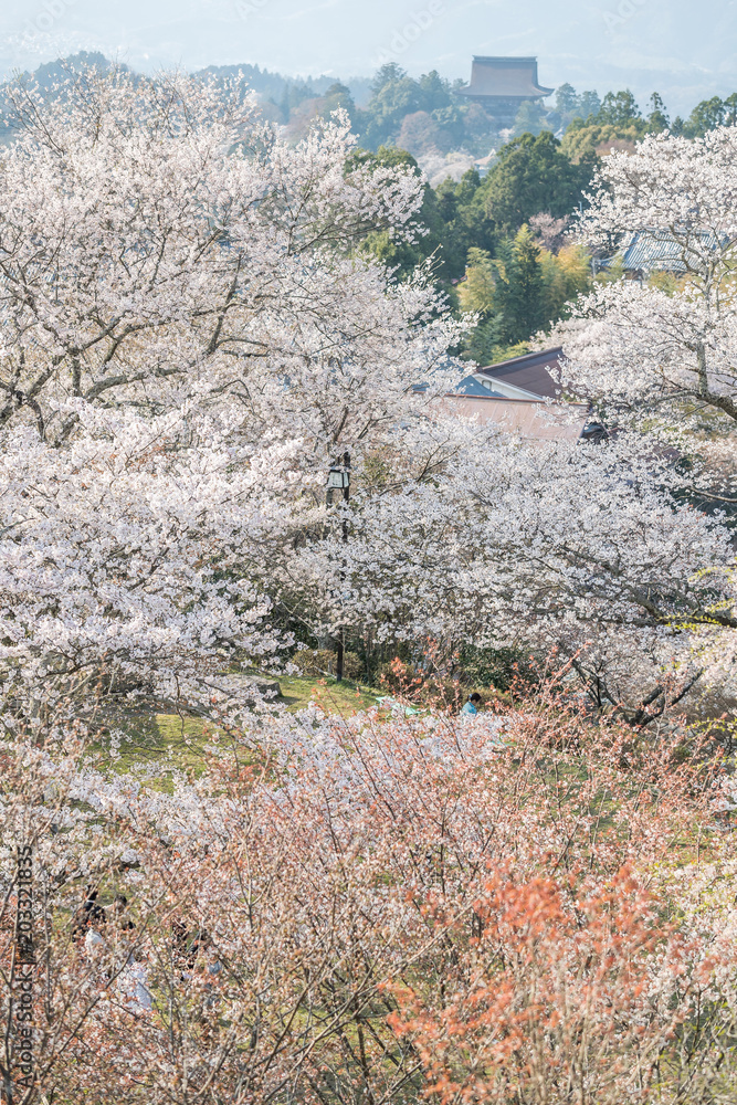 吉野山樱花。奈良县吉野山，日本最著名的樱花