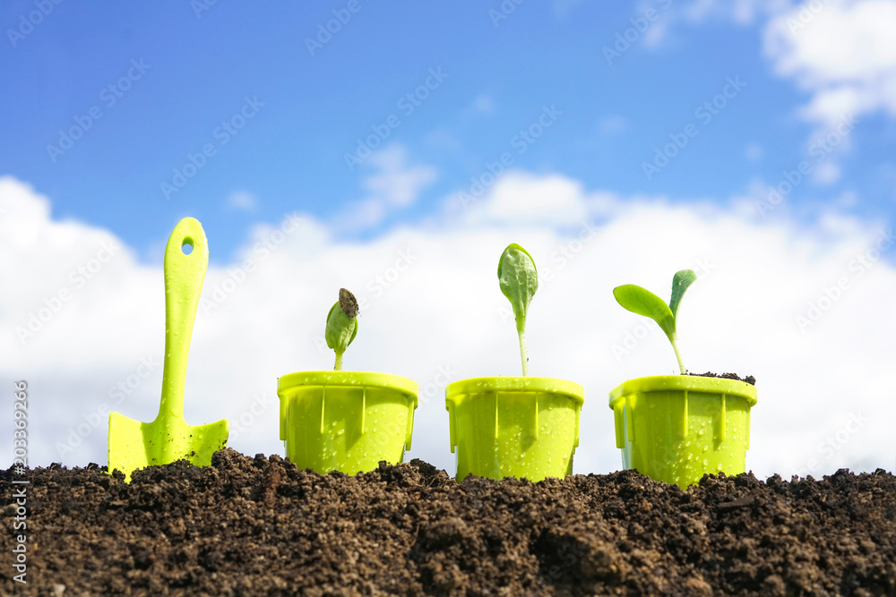 Сoncept of agriculture and gardening. A young sprouts Zucchini in  pot a against  backdrop sky with 