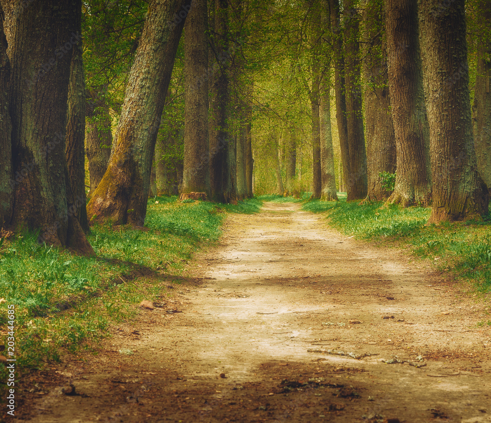 forest path