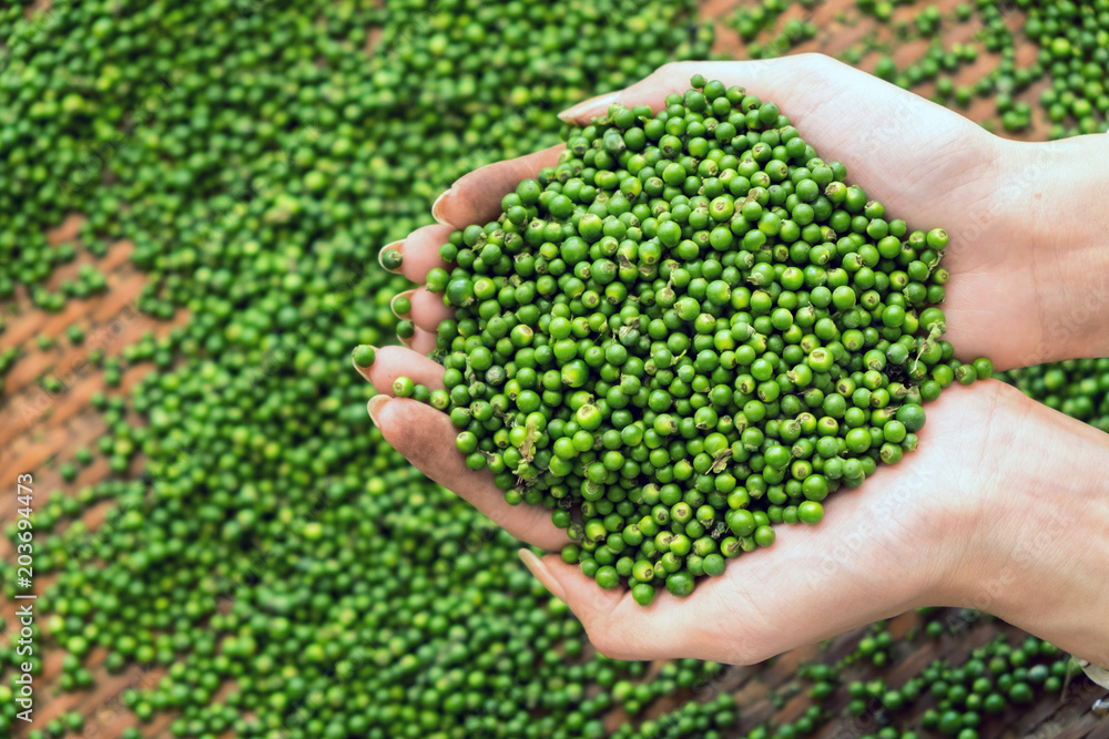 hands woman of many fresh Piper nigrum green pepper seed with copy space