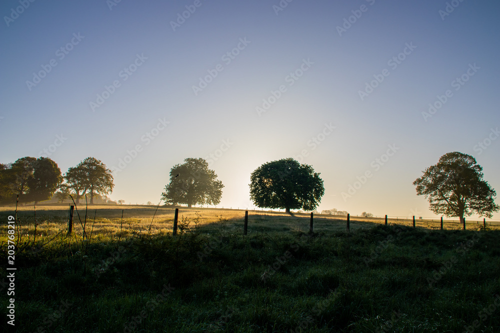 Sunrise Behind Row of Trees