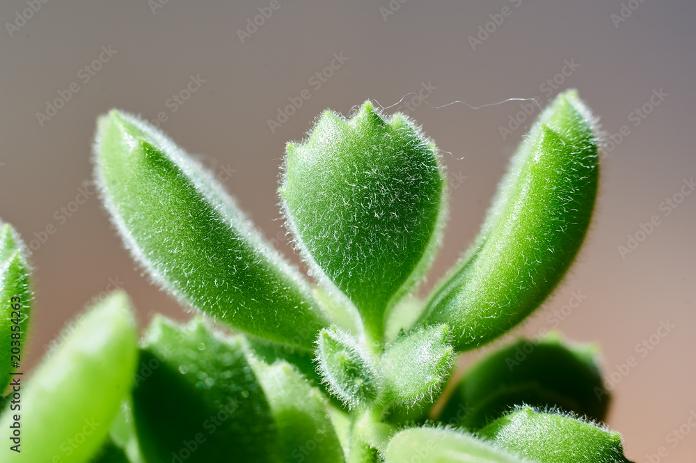 The succulent closeup