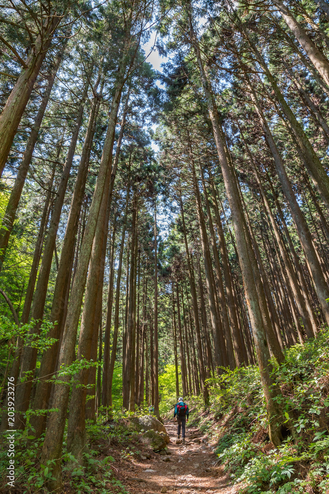 新緑の登山道