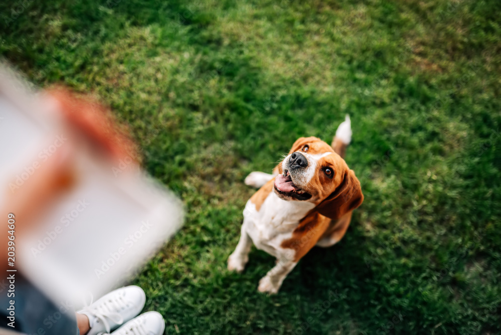 Image of a happy beagle dog sitting in front his owner. Waiting for a snack.