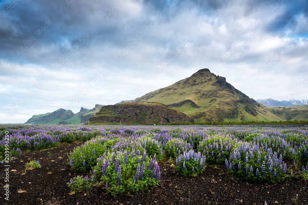 Typical Iceland landscape with mountains and lupine flowers field. Summer time