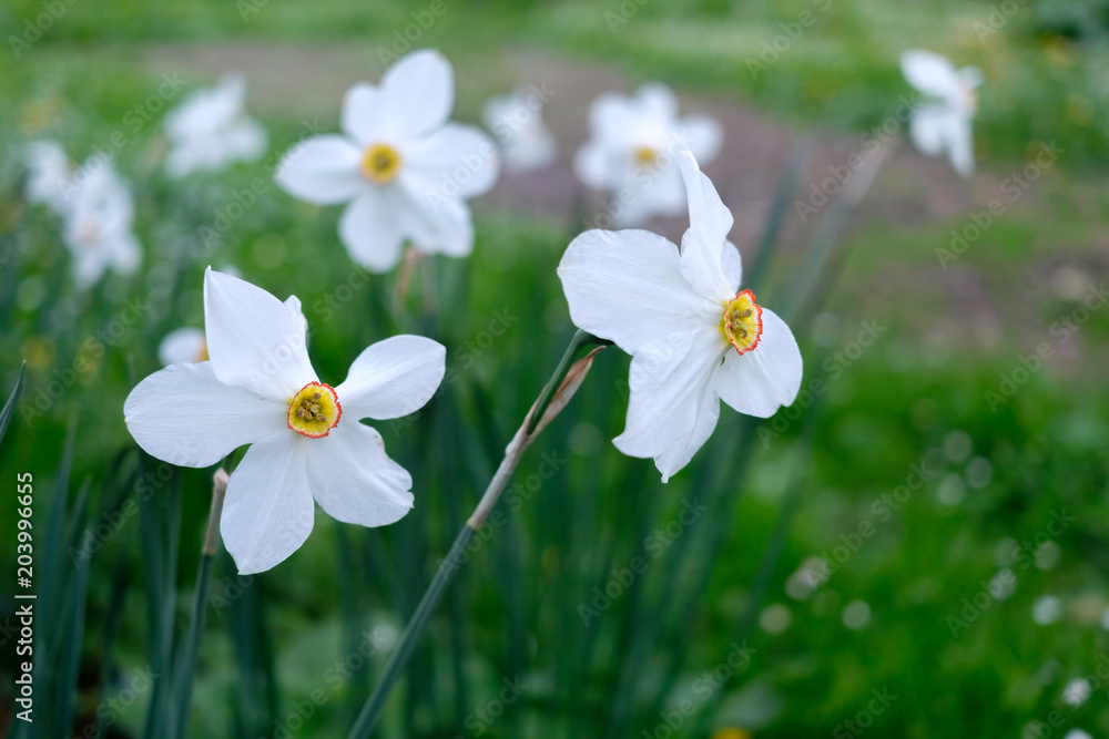 花园里的水仙花特写。园艺背景