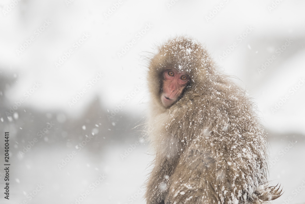 Jigokudani Monkey Park , monkeys bathing in a natural hot spring at Nagano , Japan