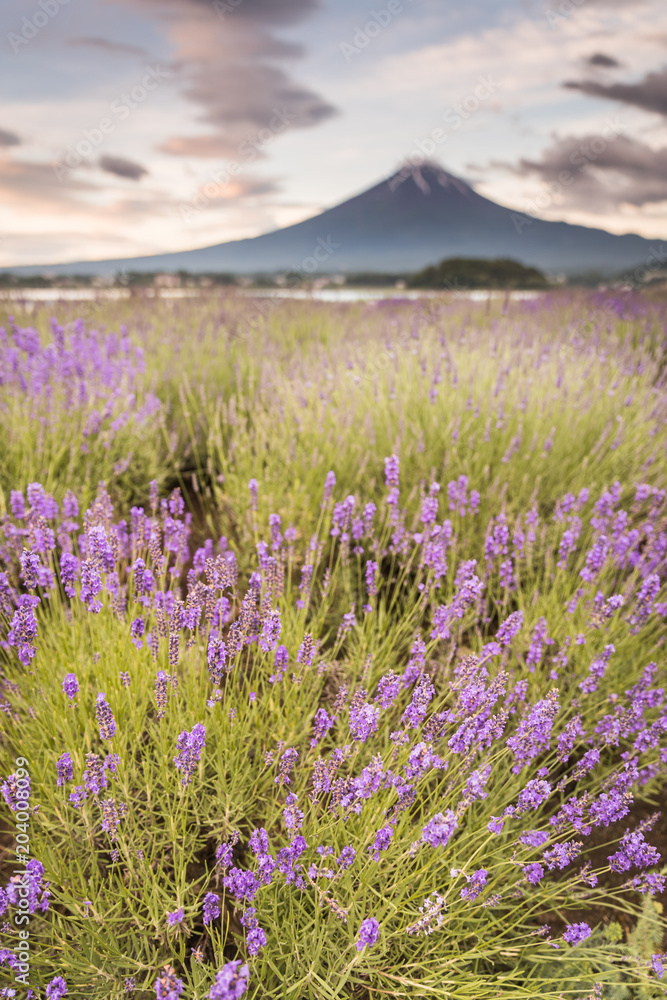 夏季和谷湖富士山和薰衣草田的景色