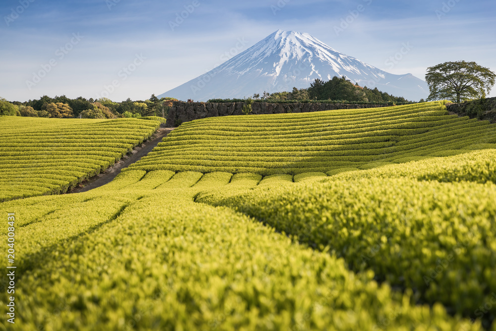 静冈县春天的茶园和富士山