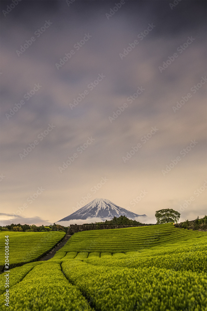 静冈县春季茶园和富士山夜景