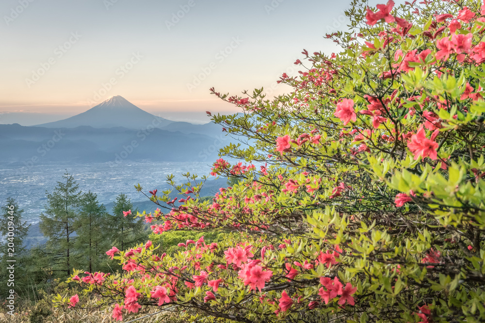 春天的日本杜鹃花和富士山。杜鹃花或Tsutsuji-Ja的春天的花朵