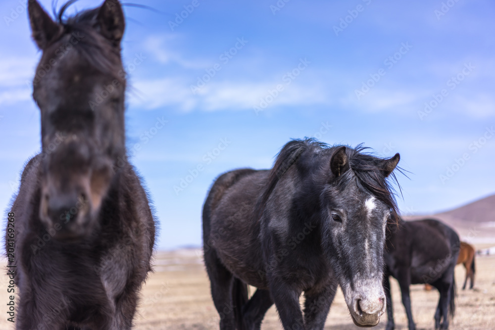 horse on grass land