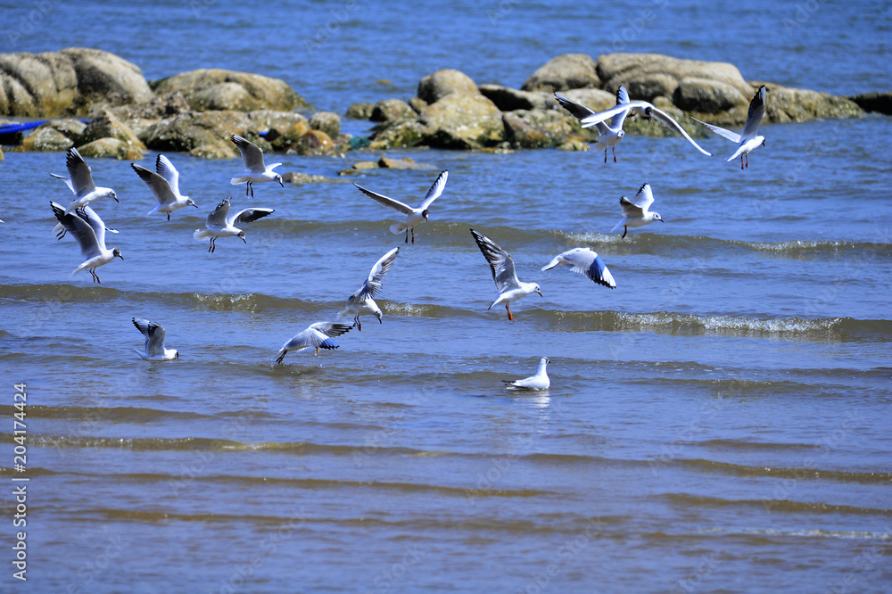 Seagulls fly in free