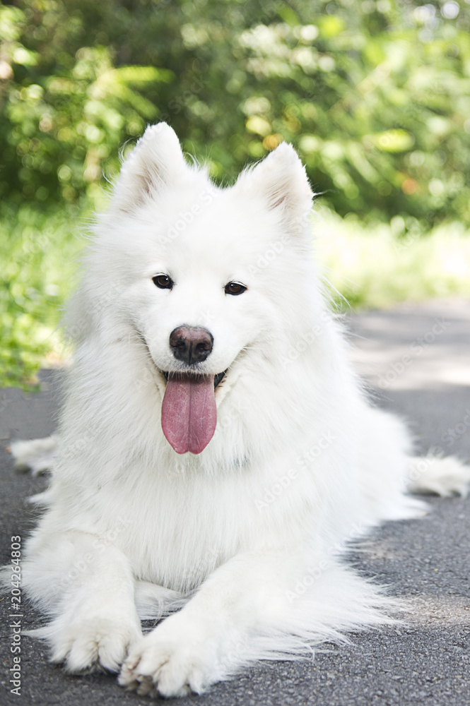 Chien blanc