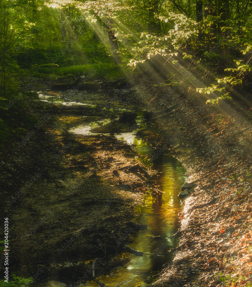 forest river