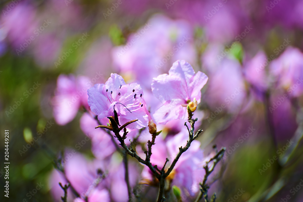 杜鹃花在山上绽放。