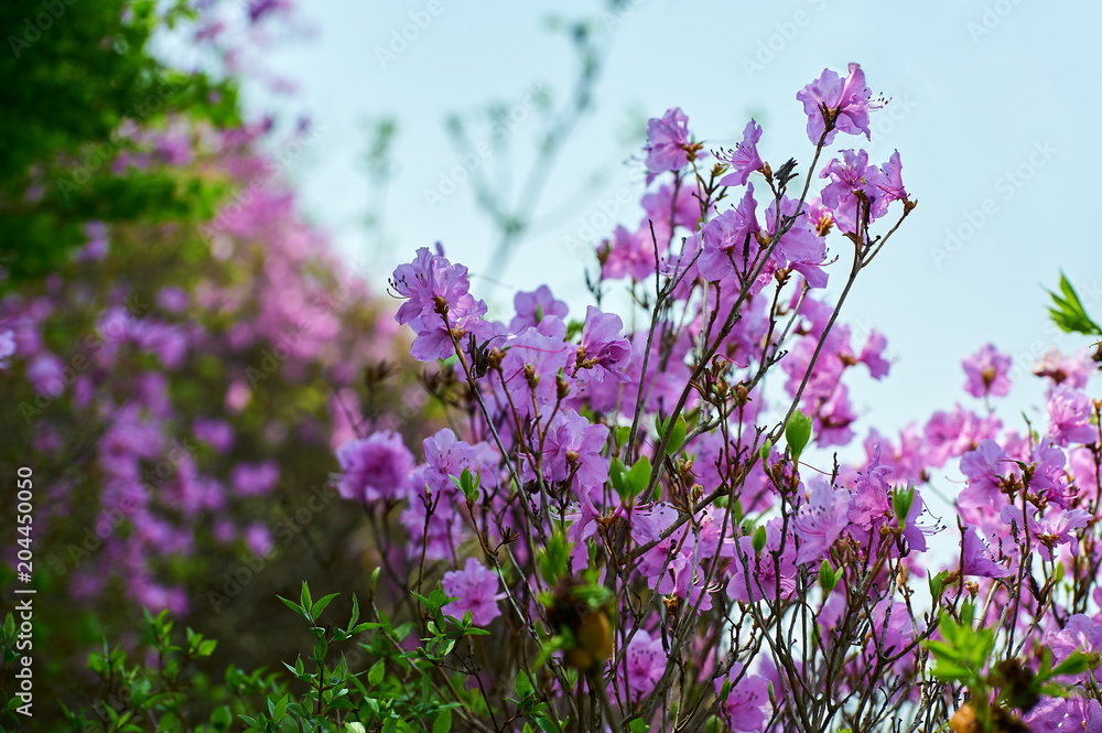 杜鹃花在山上绽放。