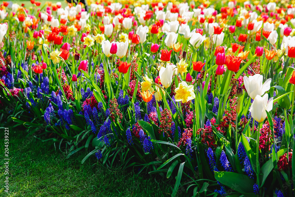 Tulpen in Holland im Frühling