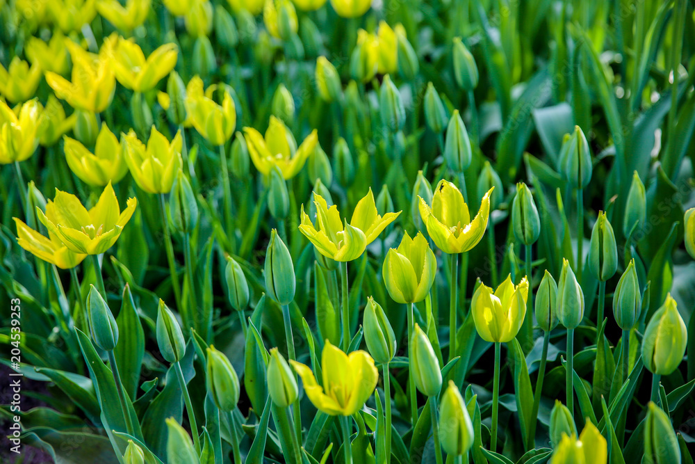 Tulpen in Holland im Frühling