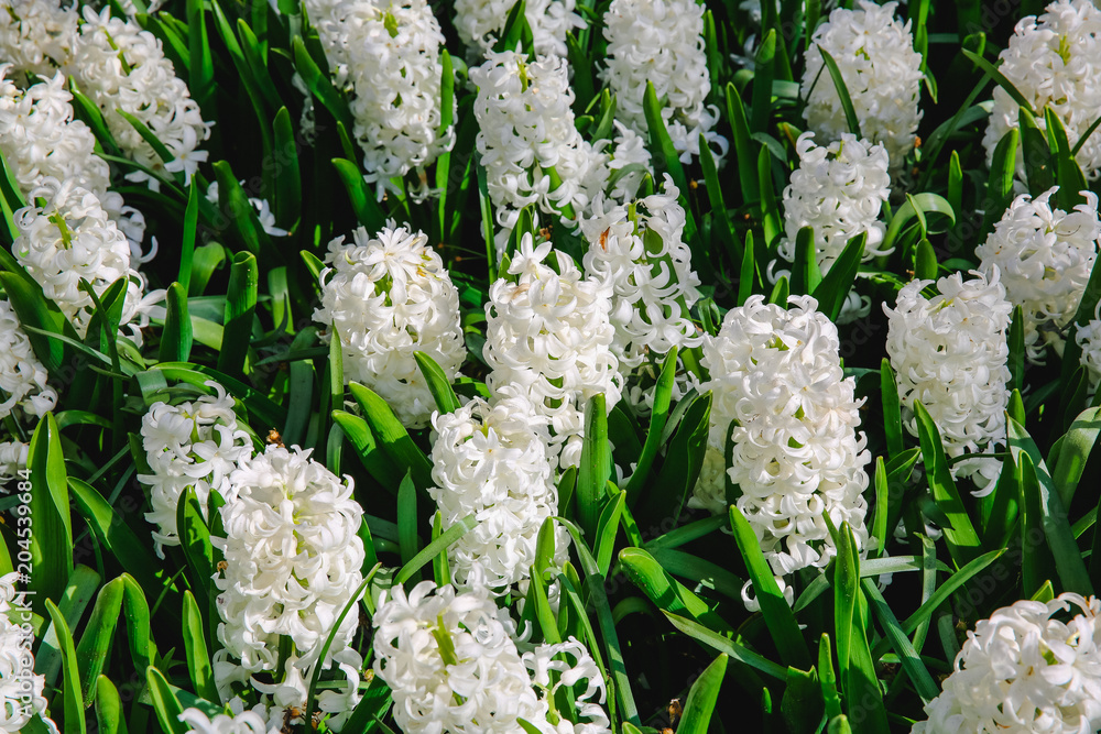 Tulpen in Holland im Frühling