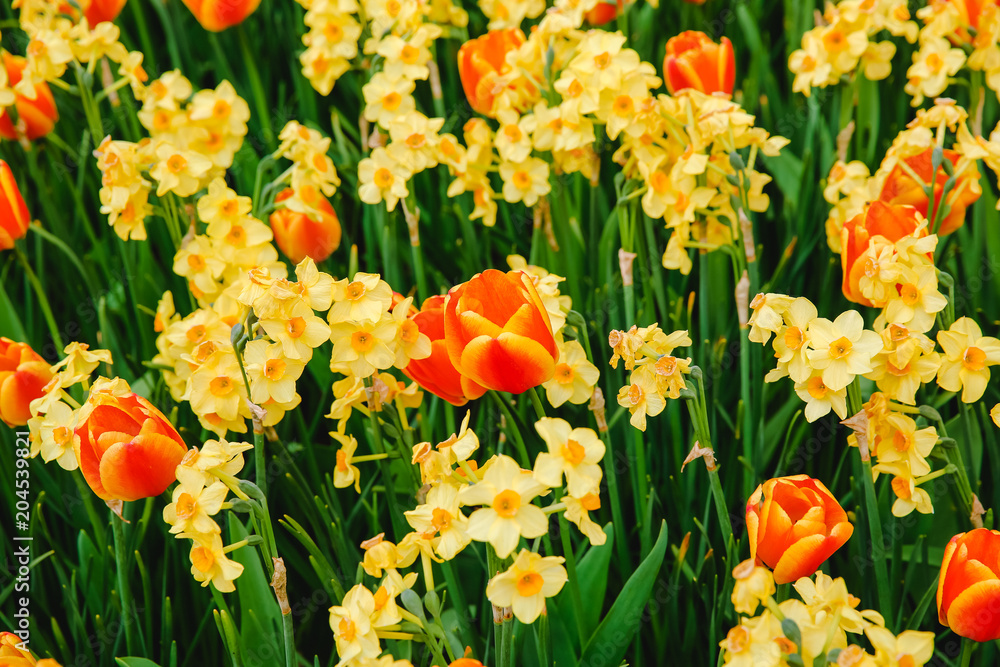 Tulpen in Holland im Frühling