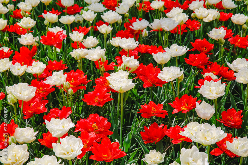 Tulpen in Holland im Frühling